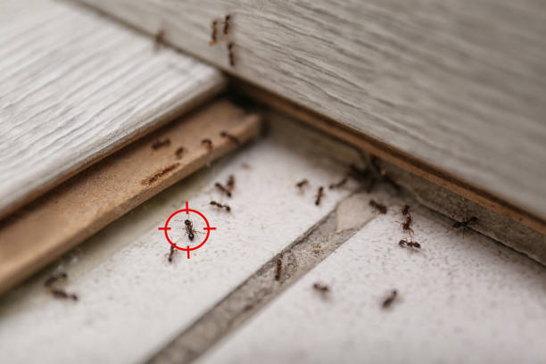 Best Bed Bug Extermination  in Scranton, PA