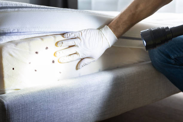 Best Affordable Pest Control Services  in Scranton, PA