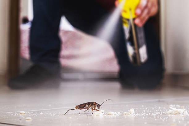 Best Local Pest Control Services  in Scranton, PA